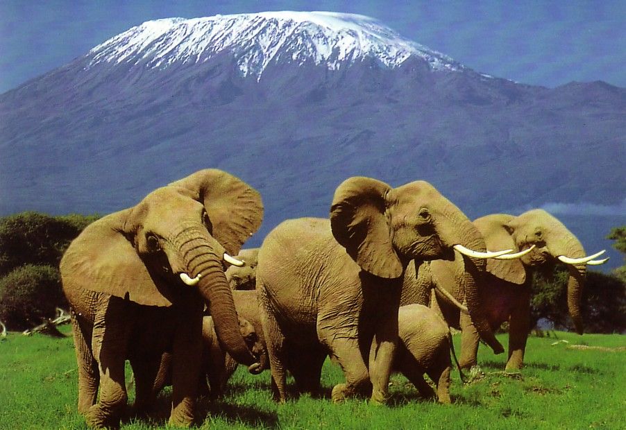 6 Days Tsavo West/Amboseli Safari