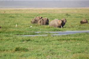 kenya Budget Camping Trips