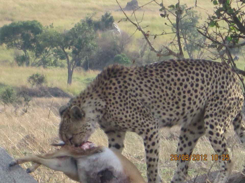 4Days/Nairobi/Masai mara/ Elementaita