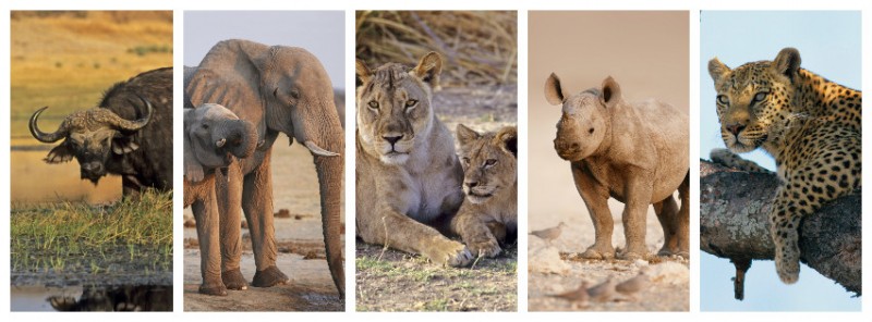 Big five animals